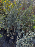 Zeytin Fidesi