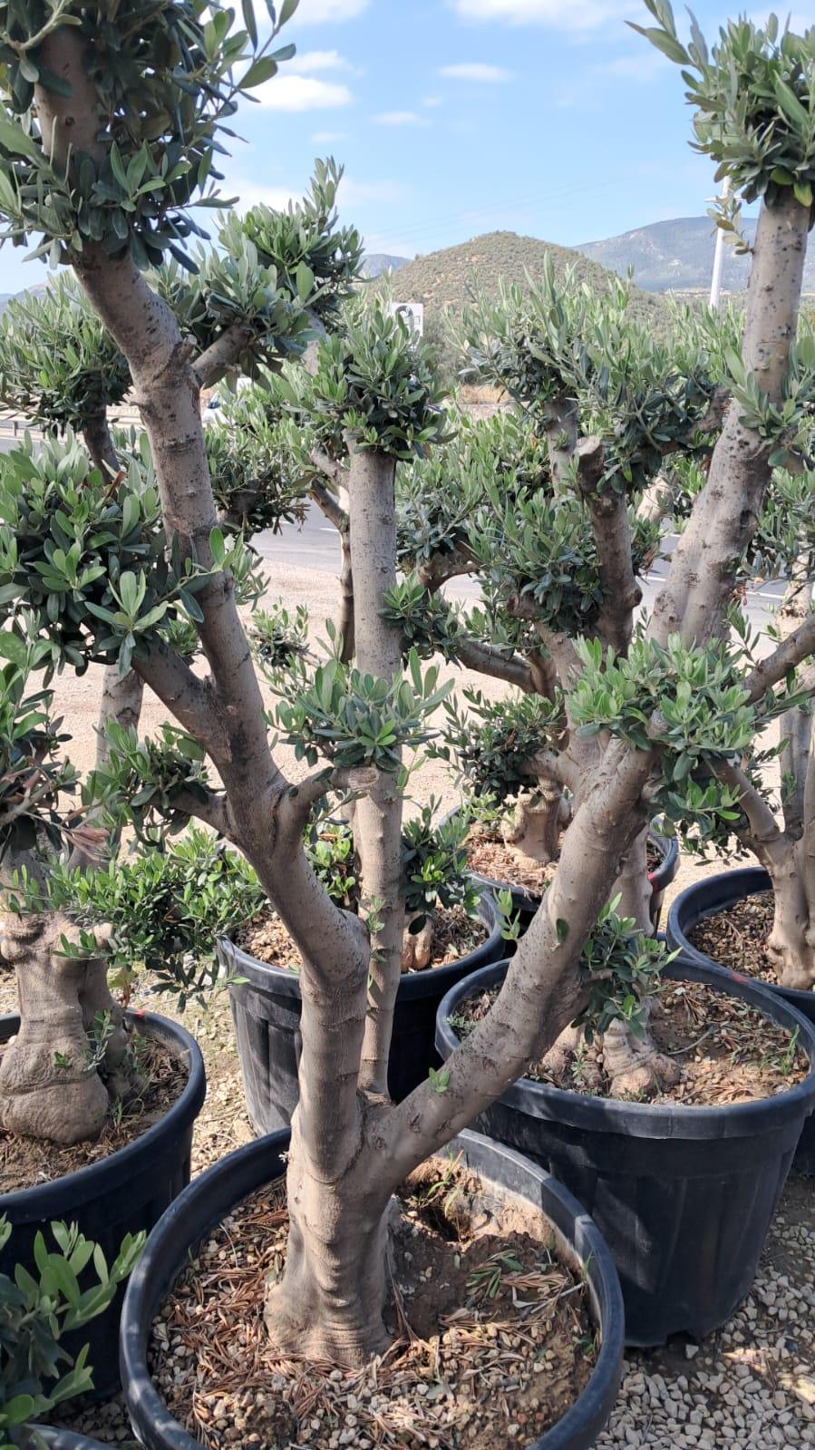 50 Yaş Zeytin Ağacı