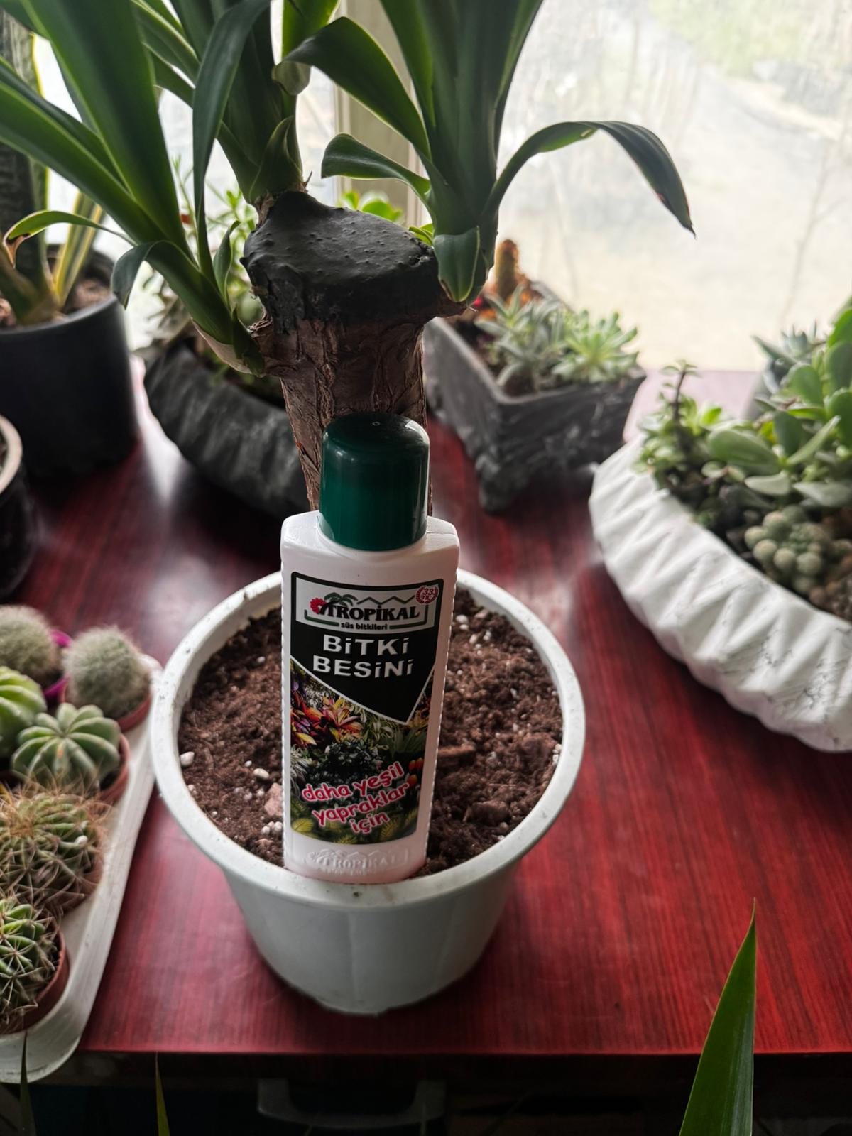 Yeşil Yapraklı Bitkiler İçin Besin (Salon Bitkileri)