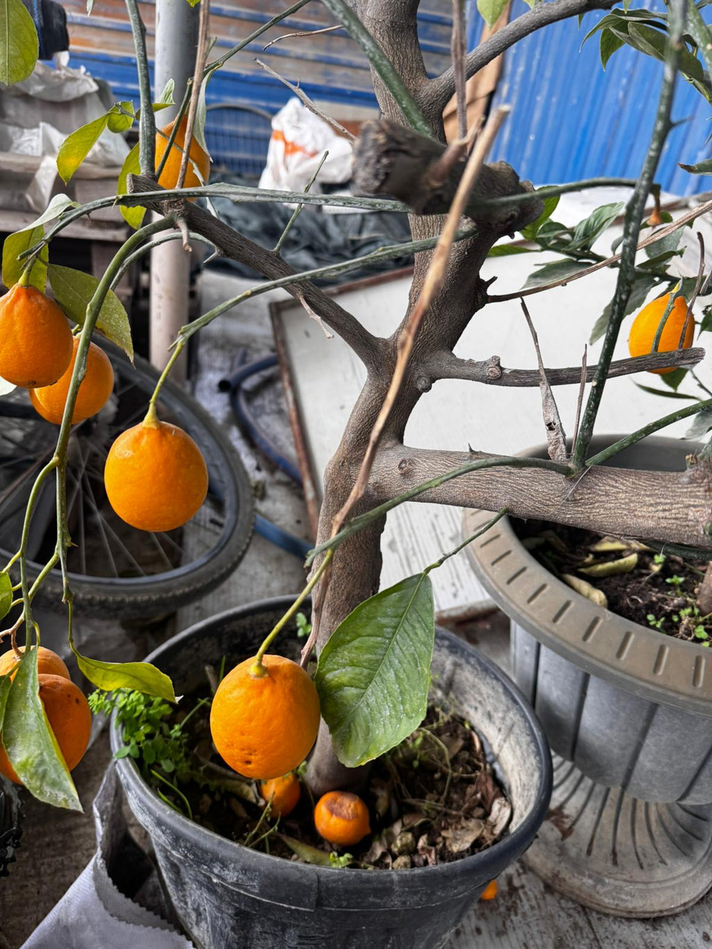 Limon Ağacı
