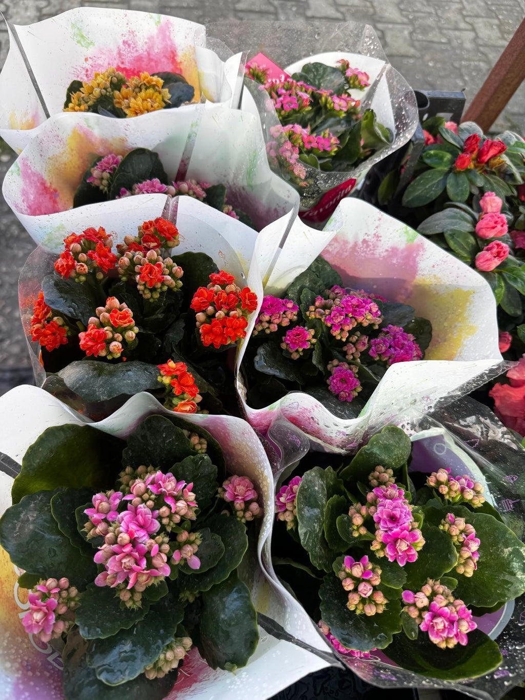 Kalanşo (Kalanchoe)