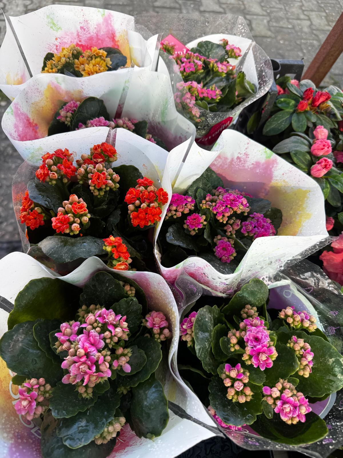 Kalanşo (Kalanchoe)