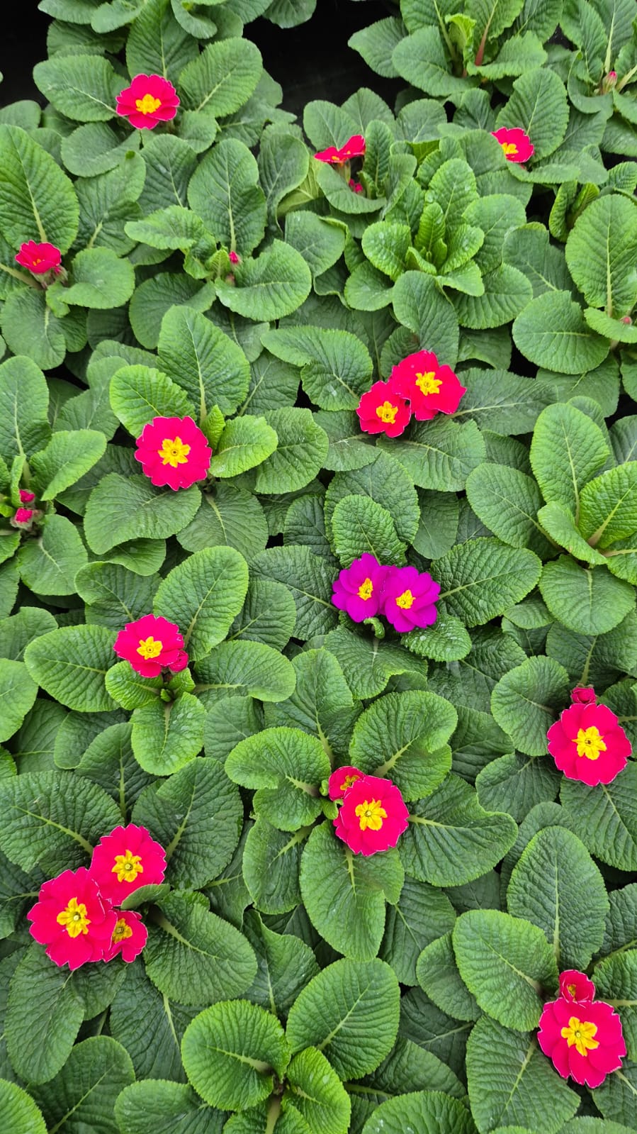 3'lü Renk Cümbüşü Çuha Çiçeği (Primula) Seti