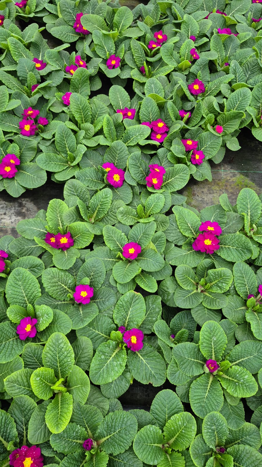 3'lü Renk Cümbüşü Çuha Çiçeği (Primula) Seti