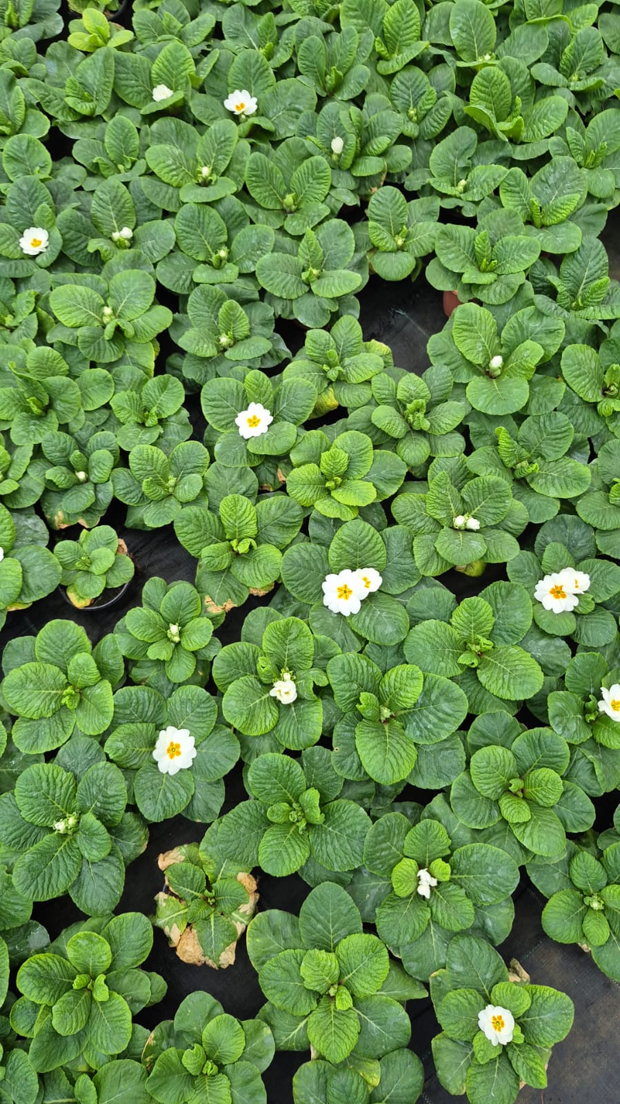 3'lü Renk Cümbüşü Çuha Çiçeği (Primula) Seti