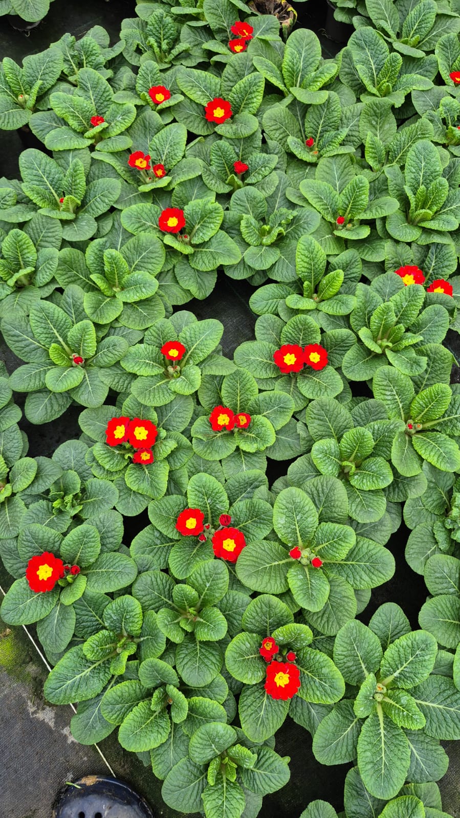 3'lü Renk Cümbüşü Çuha Çiçeği (Primula) Seti