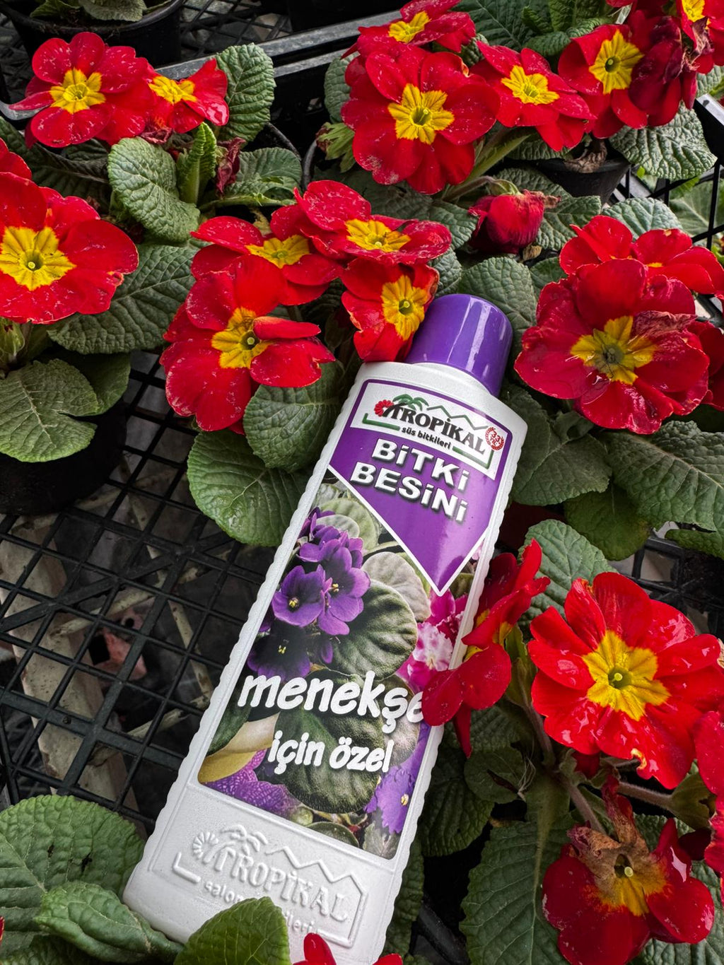 Menekşe Özel Bitki Besini