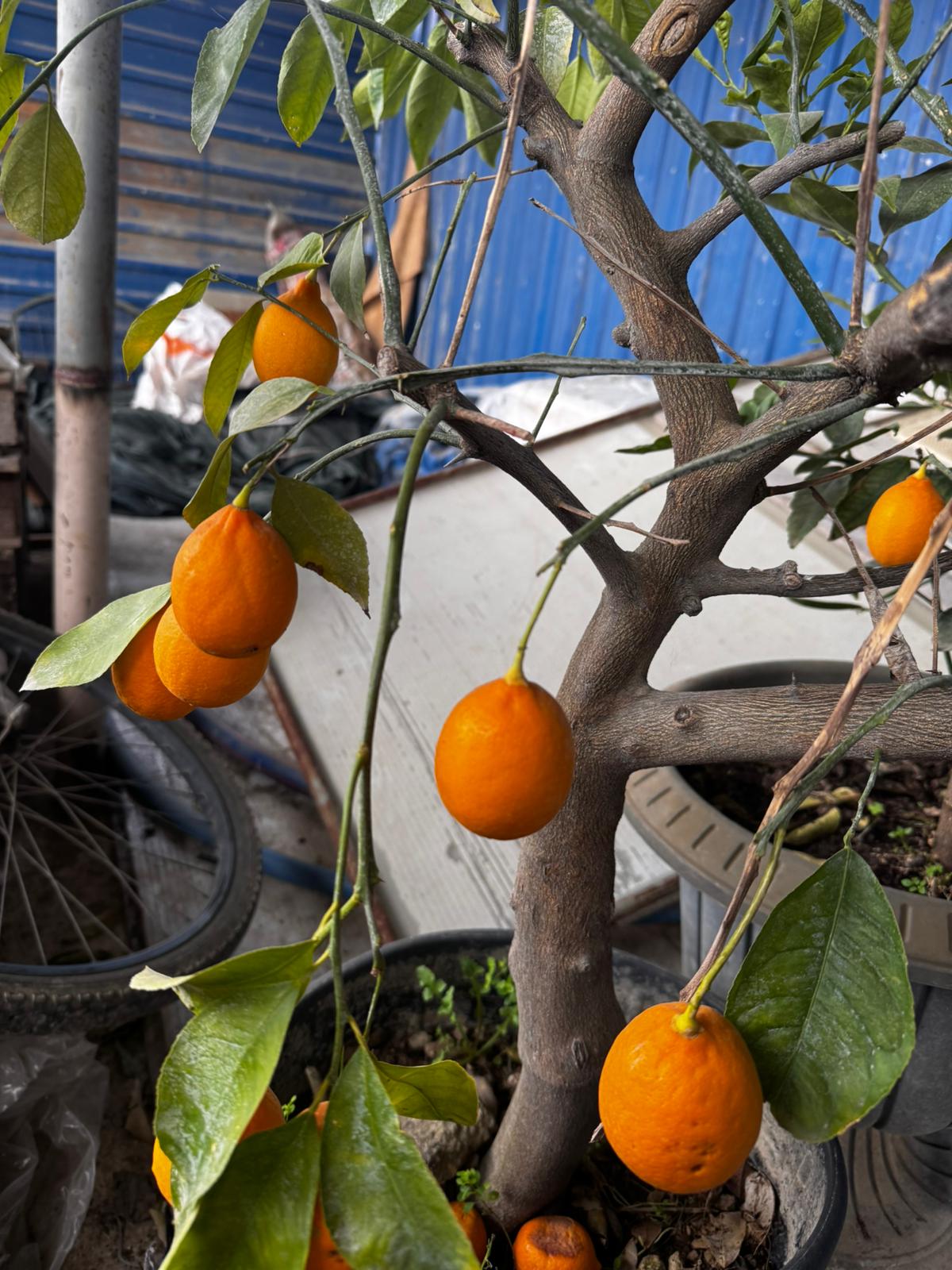 Limon Ağacı